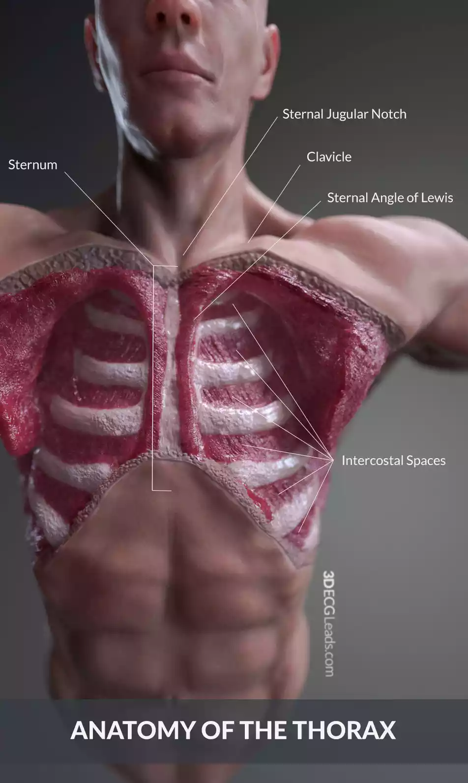 ecg lead placement and cardiac anatomy